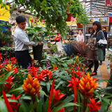 宁夏银川宁苗花卉市场