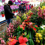 武汉花卉市场