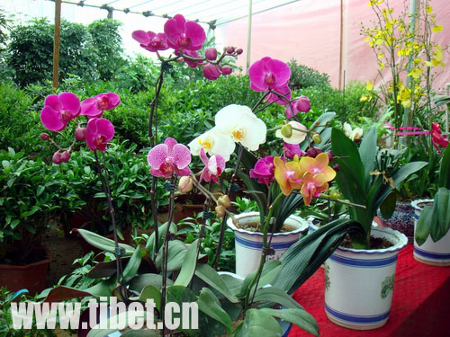 拉薩百花園花卉市場(chǎng)開(kāi)業(yè)
