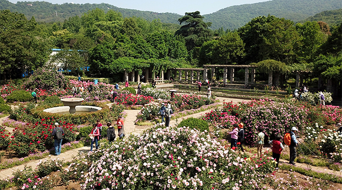 南京中山植物园 蔷薇科“三姐妹”同时绽放