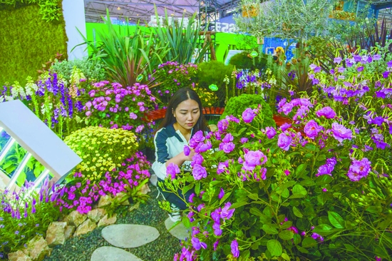 从盆景到都市花境 成都80后村妹的“花”样财富