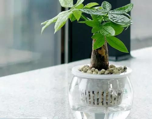 看好了!水培植物放进去这些东西 看好了!水培植物放进去这些东西