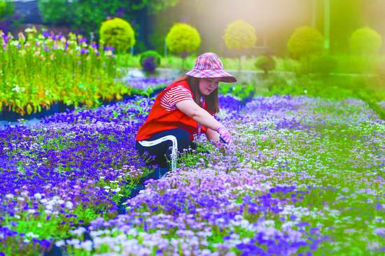 从盆景到都市花境 成都80后村妹的“花”样财富