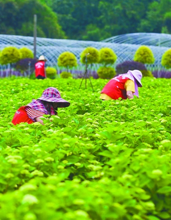 从盆景到都市花境 成都80后村妹的“花”样财富