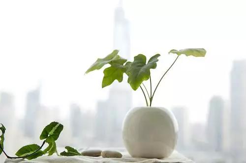 看好了!水培植物放进去这些东西 看好了!水培植物放进去这些东西