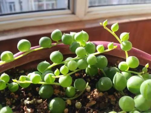 吊兰品种这么多 你家都养了吗? 吊兰品种这么多 你家都养了吗?