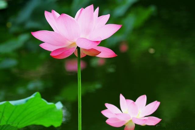 漳浦龙湖公园荷花进入最佳观赏期