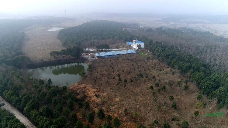 【转让】安徽安庆850亩苗圃急转!