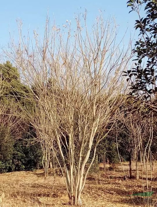 【转让】安徽安庆850亩苗圃急转!