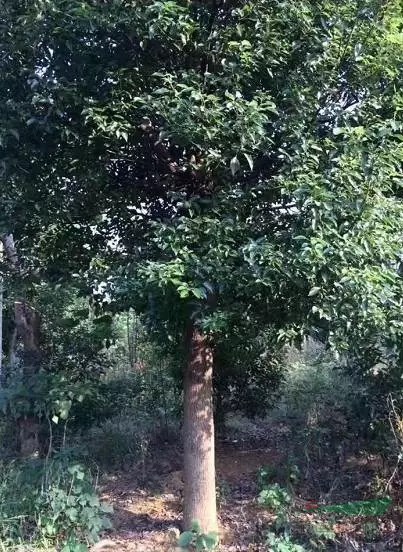 【转让】安徽安庆850亩苗圃急转!