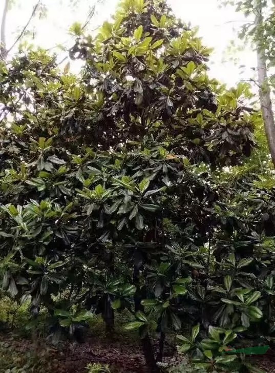 【转让】安徽安庆850亩苗圃急转!