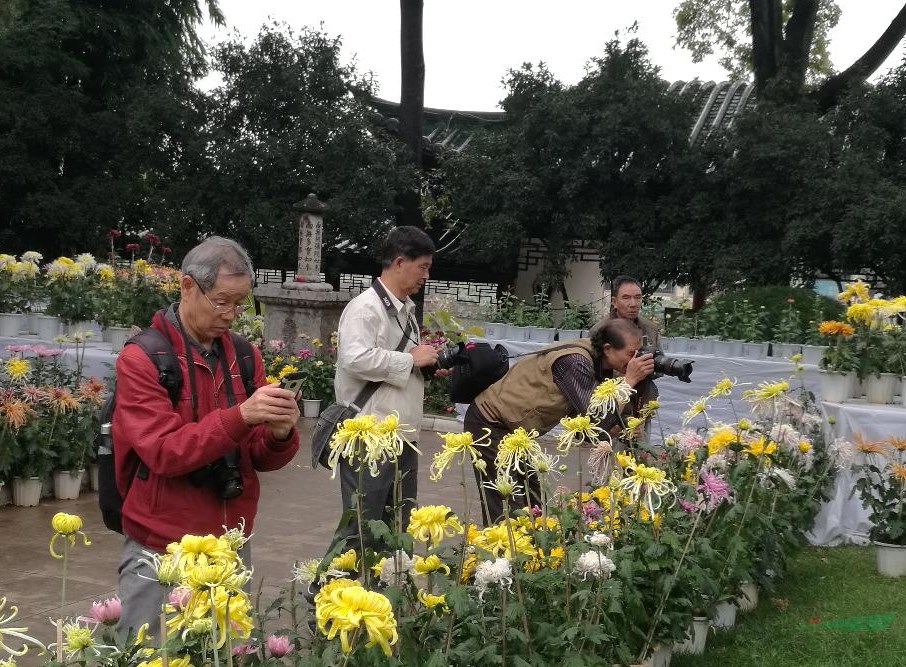  昆明大观公园金秋菊展开展 400多种菊花激情绽放同台比美