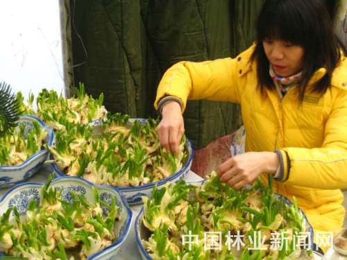 南京金陵花卉市场上架销售的年宵花卉丰富多彩