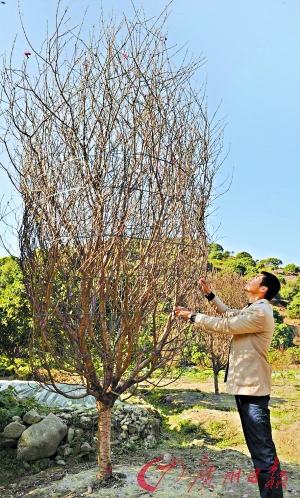 从化花农在田间为已被订购的“桃花王”打包。