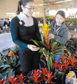 百余种精品花卉热销 进口茶花首现天津春节花市