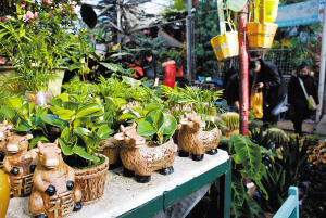 百余种精品花卉热销 进口茶花首现天津春节花市