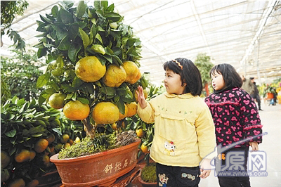 年宵花档次最高的代代果