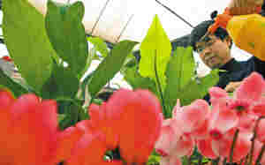 天津迎春名优花市开幕