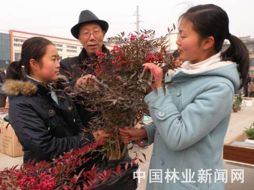 节日襄樊绿植花卉市场行情火