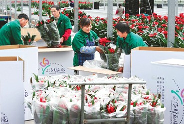 为园艺工人正抓紧装箱装车，将鲜花发往全国各地  