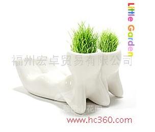 恋人版植物盆景