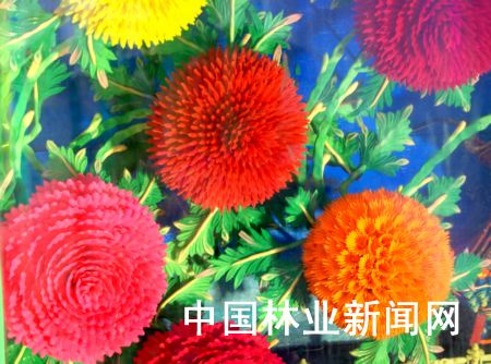 令人大饱眼福的奇花异卉——七博会(山东展区)植物特写