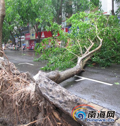 海南：“芭玛”袭击大树被拔 海口交通受阻一小时