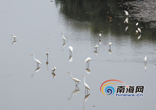 三亚河边白鹭多