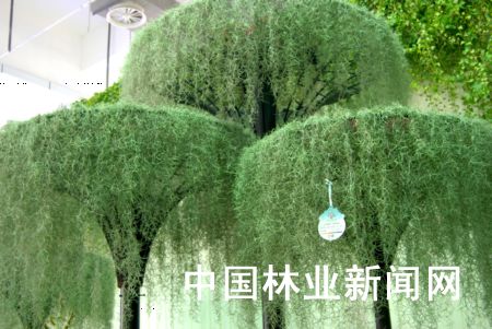 令人大饱眼福的奇花异卉——七博会(山东展区)植物特写