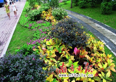 广州大道绿化升级工程完成过半，客村立交至敦和段已完工。