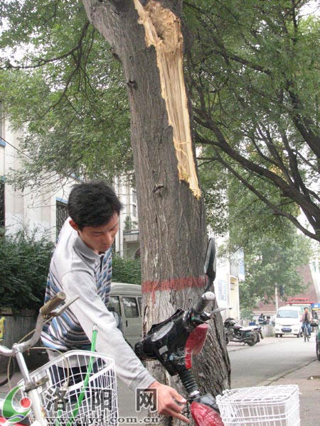 洛阳：大风刮断了树枝 一行人被掉落的树枝砸晕（图）