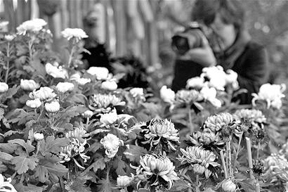 昨日一名市民在菊花展上拍摄菊花