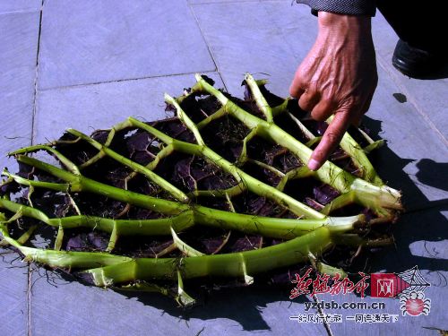 衡水湖区出现的大株陌生植物——鸡头米。