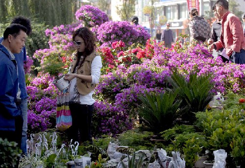 浙江：福州鲜花俏销海盐 开摊就迎来不少市民前来抢购