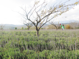 “昆明统一生物”薰衣草基地。