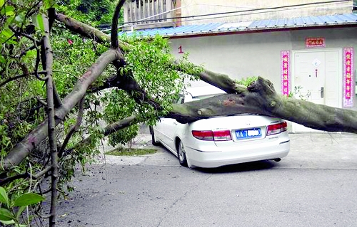 南宁：病树倒下砸伤小车 市民：安全隐患该查