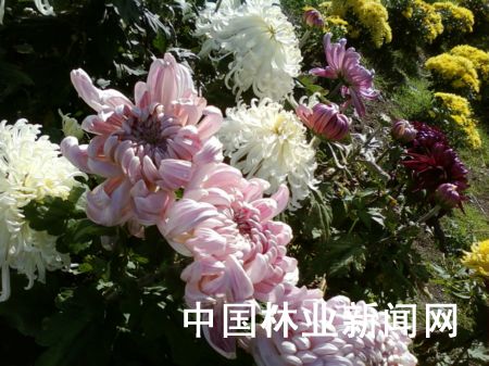 北国佳城菊花飘香惹人醉