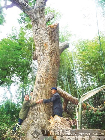 遭截枝的古樟树要3个成年男子才能合抱。