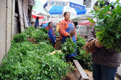 云南：彝良县“秋植秋造”如火如荼