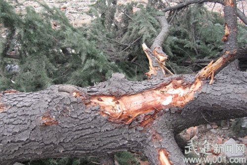 江苏：拆迁大树倒下 不好移植因为“底盘太大”？