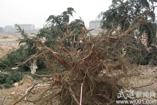 江苏：拆迁大树倒下 不好移植因为“底盘太大”？