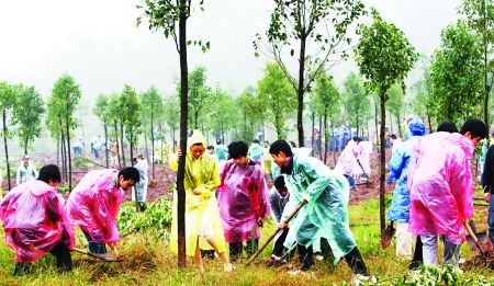 渝北区，市民们正在冒雨栽种香樟树