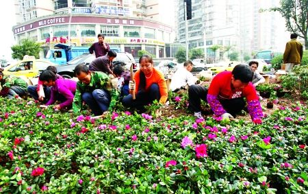 昨日，渝北区新牌坊，园林工人正在栽花