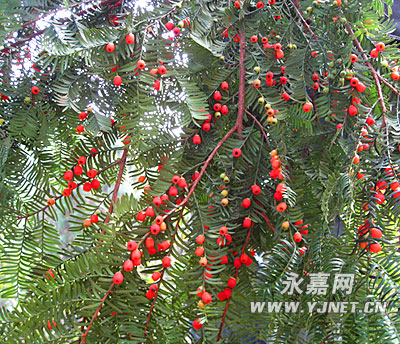 温州：永嘉县600年“活化石”红豆杉请你观赏