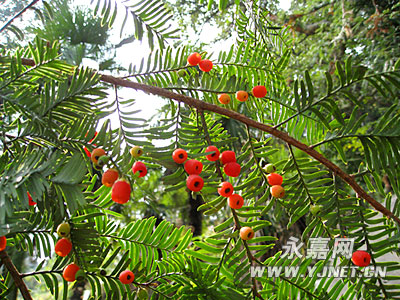 温州：永嘉县600年“活化石”红豆杉请你观赏