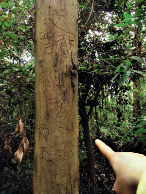 通往南城水濂山山顶的路上，不少景观树上都被游客刻字