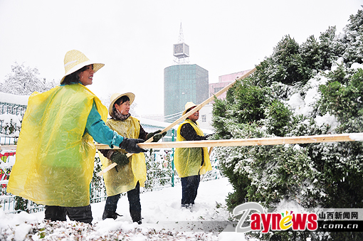 山西：大雪压顶树折腰 护树需从我作起