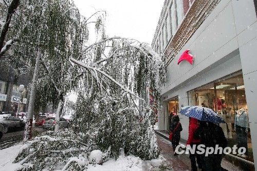 突降大雪，猛烈的雪势使得太原街头两旁的景观树木不堪重负纷纷折断。