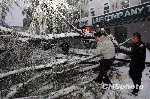 突降大雪，猛烈的雪势使得太原街头两旁的景观树木不堪重负纷纷折断。