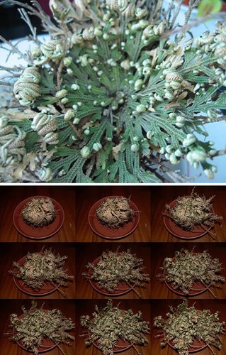 世上10大最奇特植物：千岁兰VS尸体草